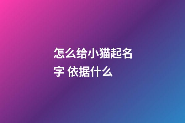 怎么给小猫起名字 依据什么